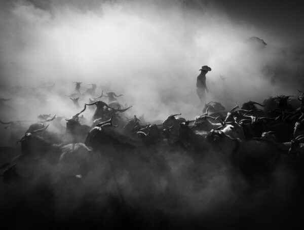 A Sea of Horns