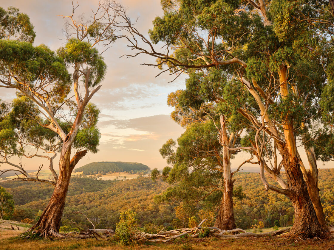 Ulysses' Gaze, view to Lalgambuk (Mt Franklin)