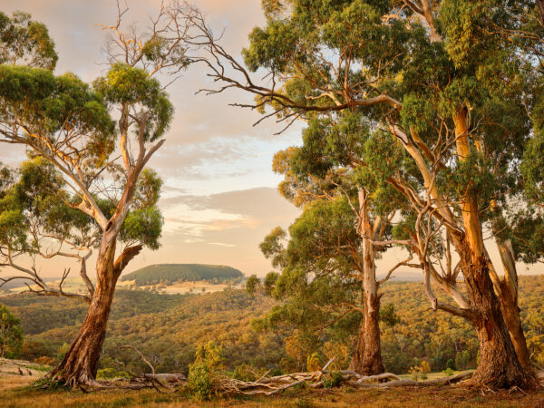 Ulysses' Gaze, view to Lalgambuk (Mt Franklin)